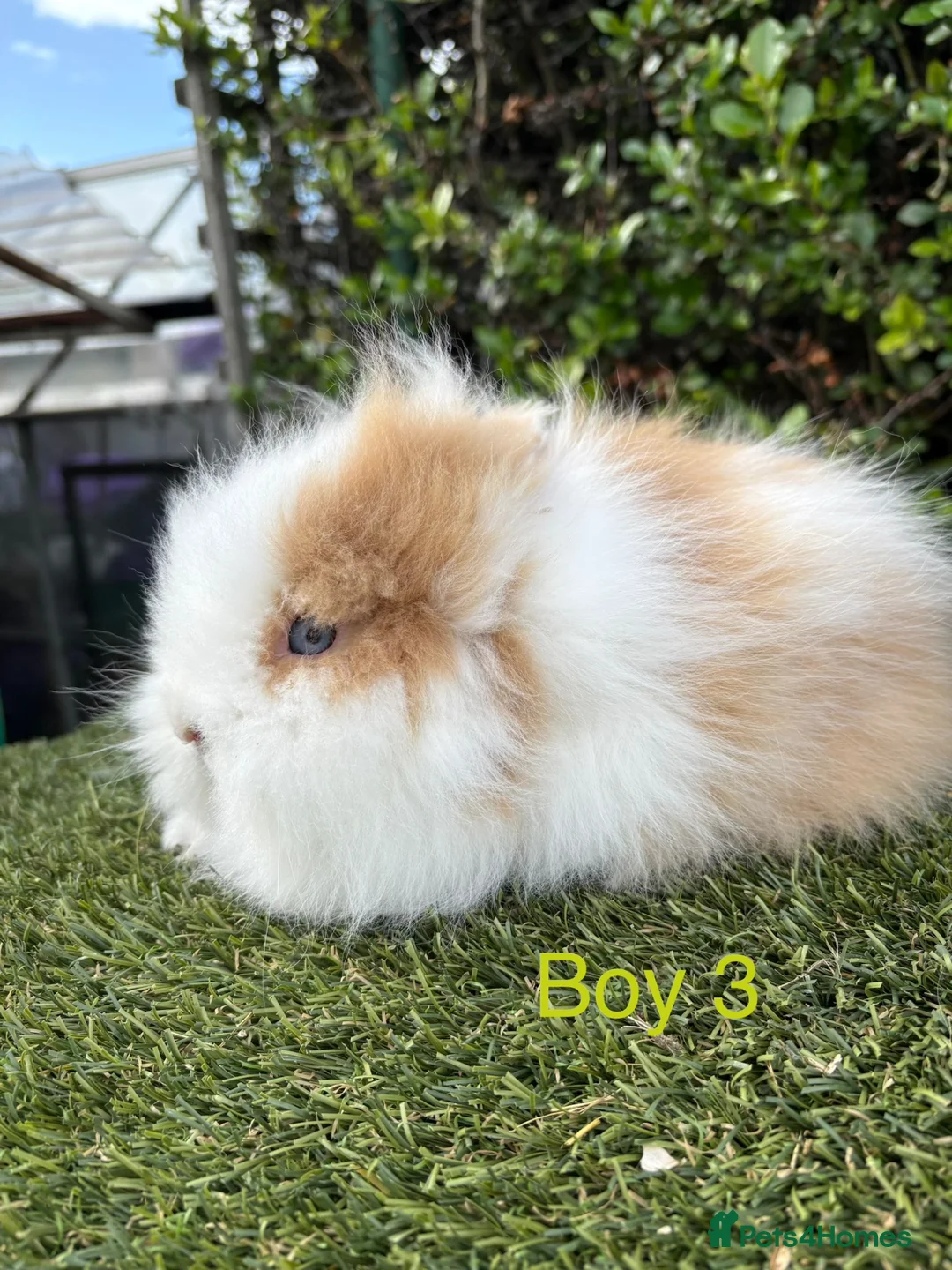 Lionhead rabbits for sale: Double mane Lionhead rabbits for sale ready now  - Advert 3