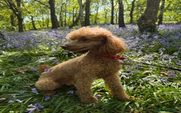 Miniature Poodle dogs for sale: Miniature Poodle male 2.5 years old - Image 2