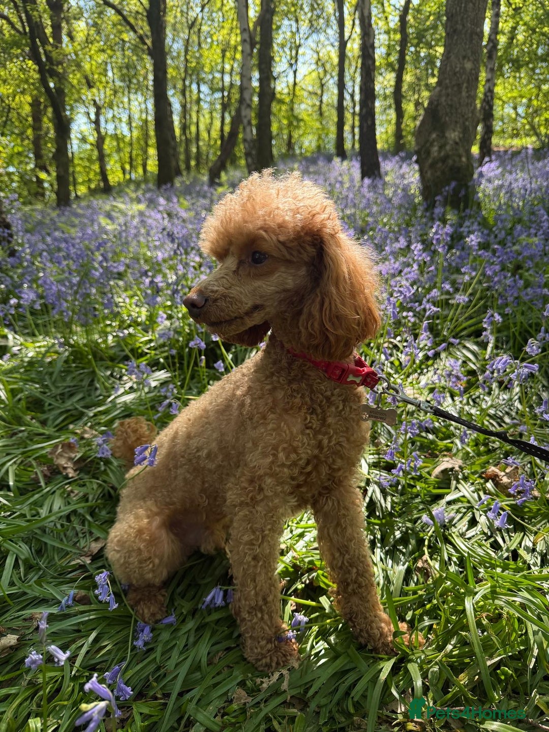 Miniature Poodle dogs for sale: Miniature Poodle male 2.5 years old - Image 2