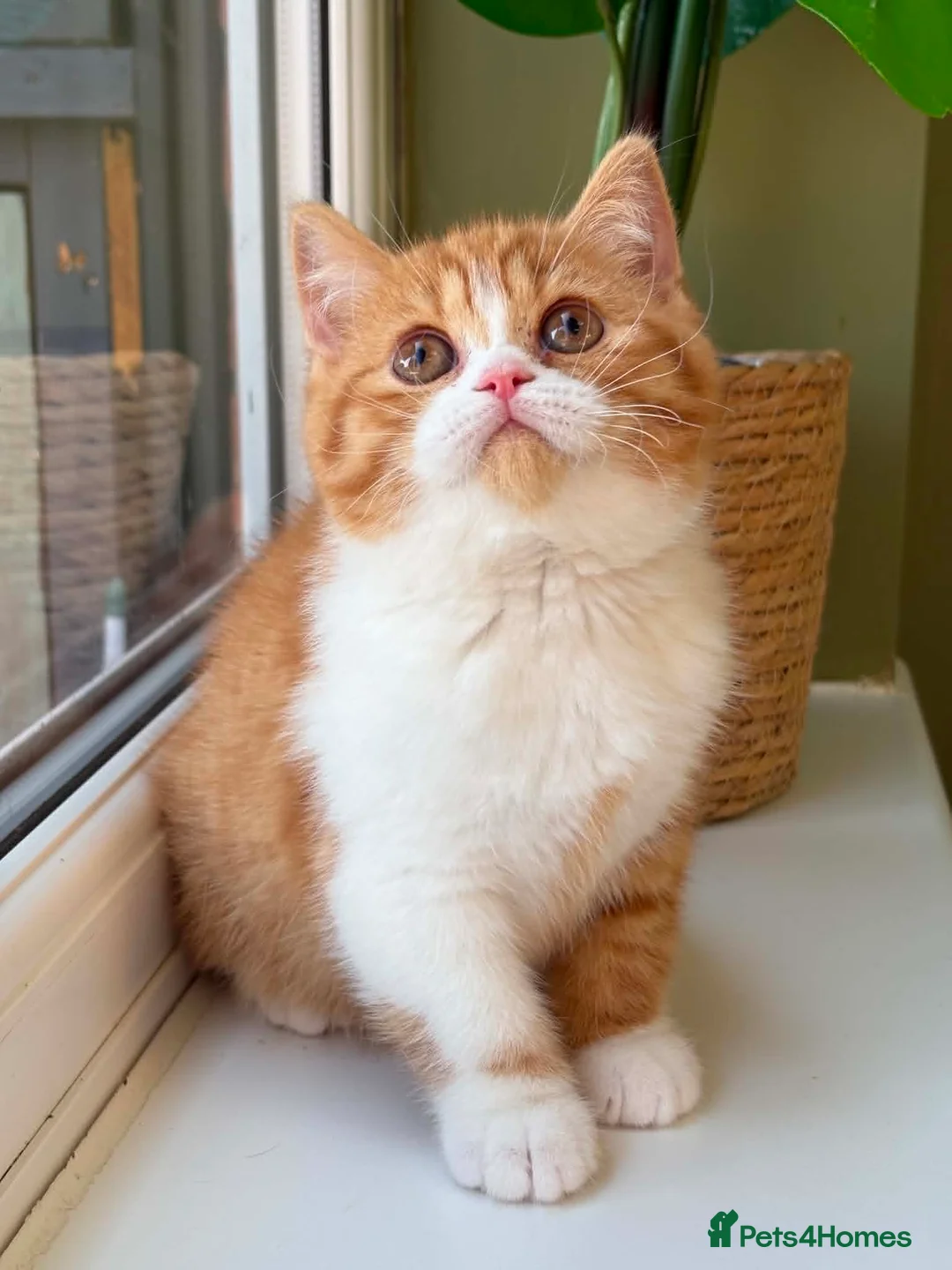 British Shorthair cats for sale: beautiful red and white girl bsh  - Advert 2