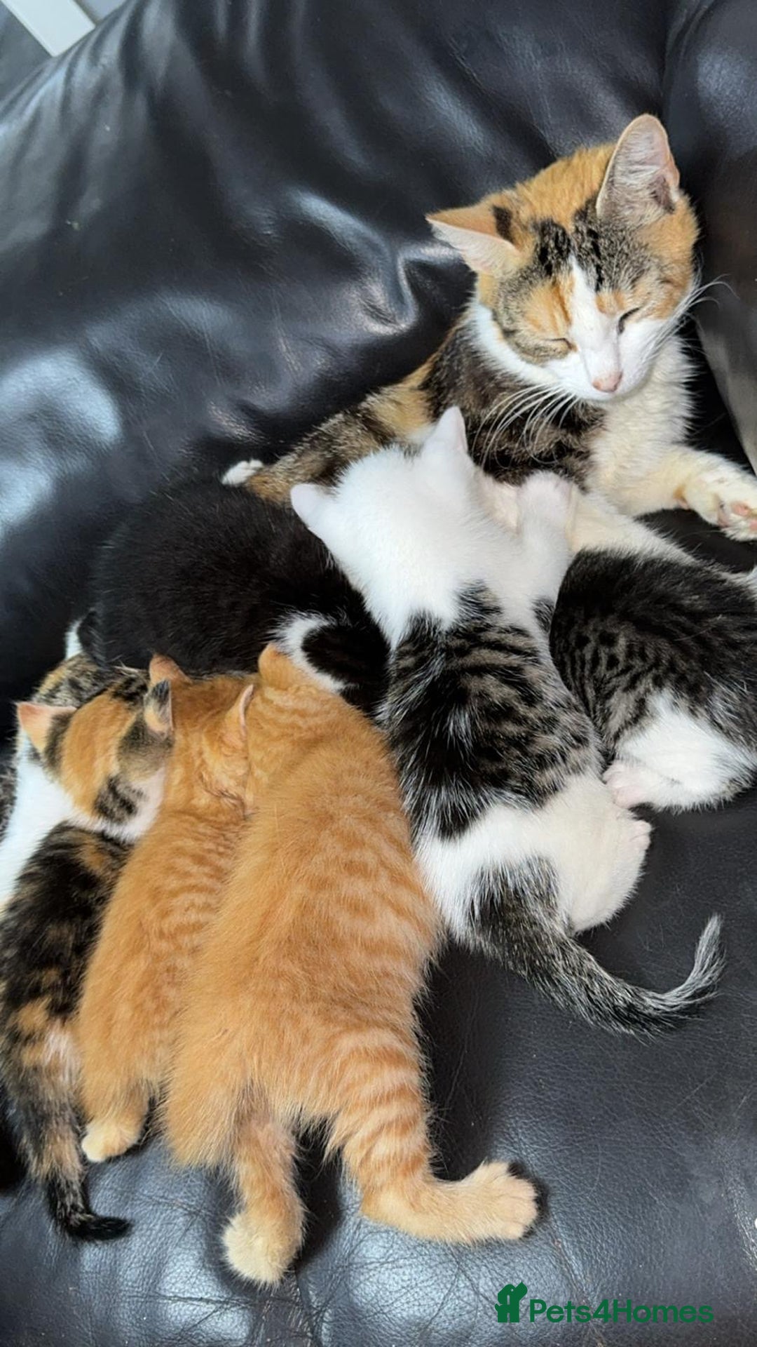 Mixed Breed cats for sale: BENGAL X TABBY KITTENS - Image 6