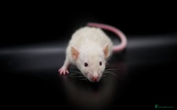 Rat rodents for sale: Fancy Rat Kits Available✨🐀 in Princes Risborough - Image 2