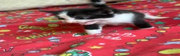 Mixed Breed cats for sale: 4 healthy kittens ready in the next upcoming weeks - Advert 9