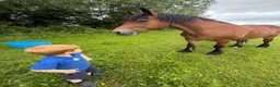 Welsh Section D horses for sale: Welsh Section D Bay gelding  in Hereford - Advert 4
