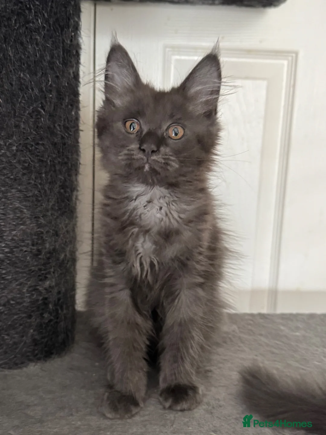 Maine Coon cats for sale: Last litter of the year Super Maine Coons in Blackpool - Advert 10