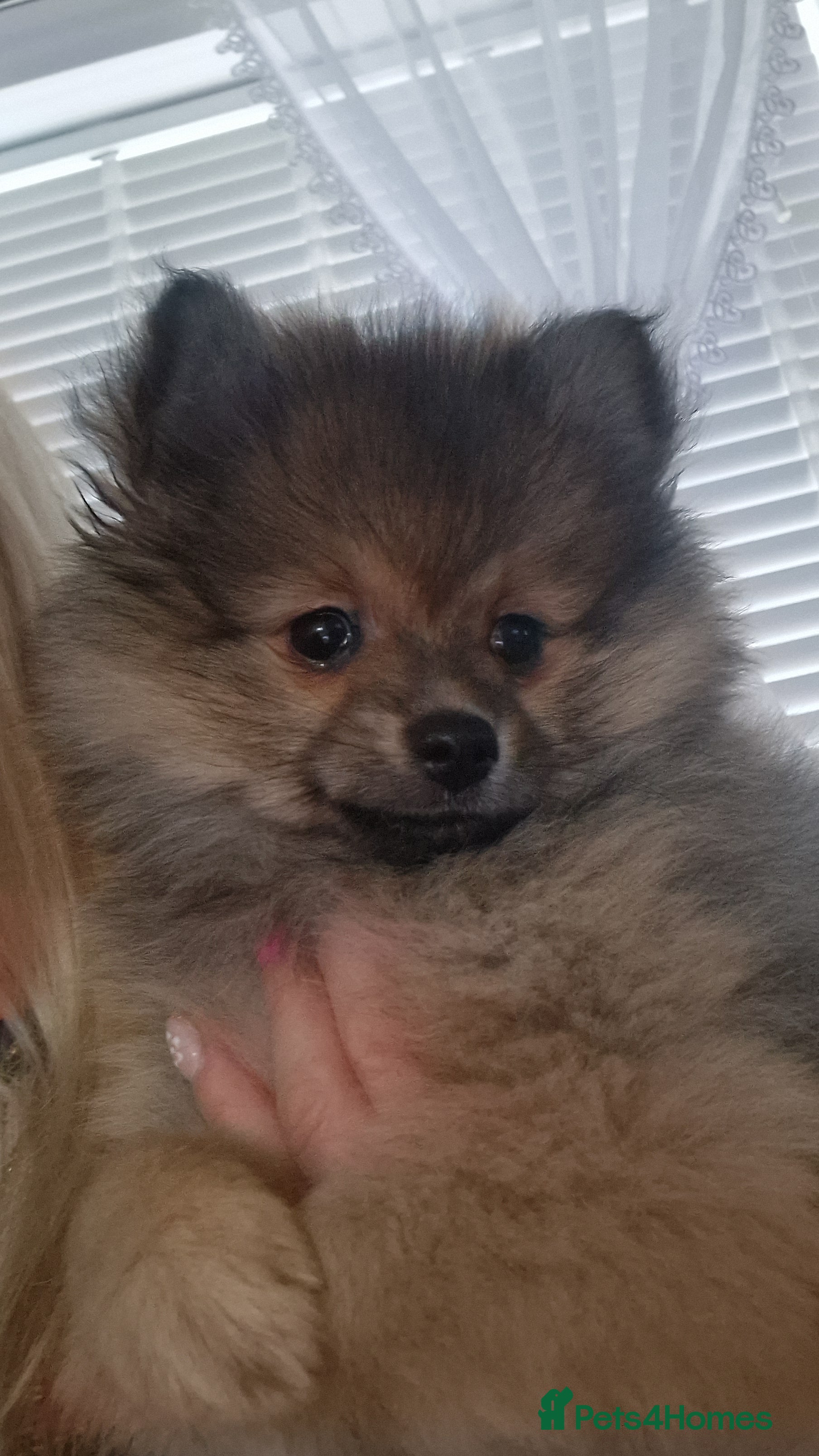 Pomeranian dogs Small Beautiful Pomeranian Puppies Ready Now  - Advert 14