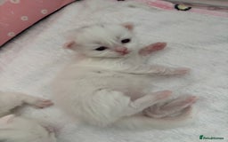 Ragdoll cats for sale: LAST KITTEN LEFT 🎀 - Image 3