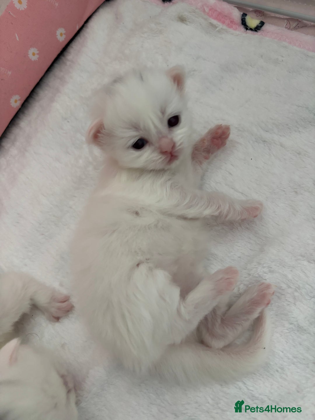 Ragdoll cats for sale: LAST KITTEN LEFT 🎀 - Image 3