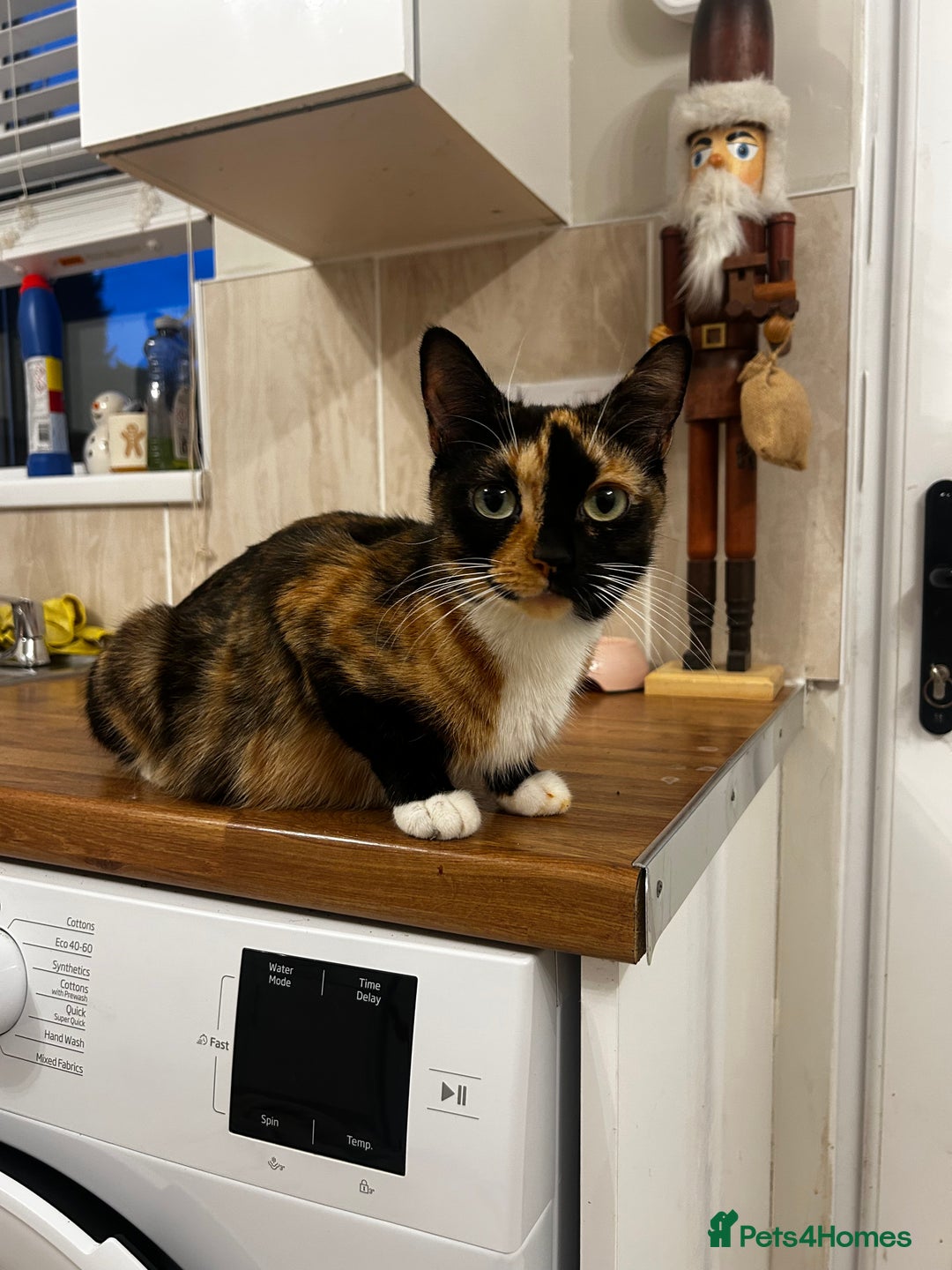 Mixed Breed cats for sale: 8 week old kittens ready for forever home - Advert 1