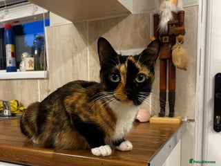 Mixed Breed cats 8 week old kittens ready for forever home - Advert 1