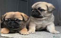 Mixed Breed dogs for sale: Pug x pekingese - Image 7