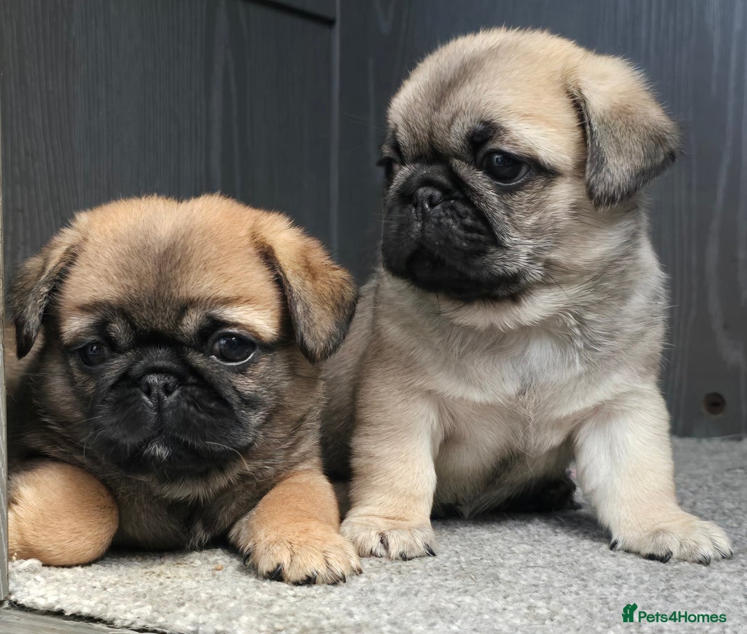Mixed Breed dogs for sale: Pug x pekingese - Image 7