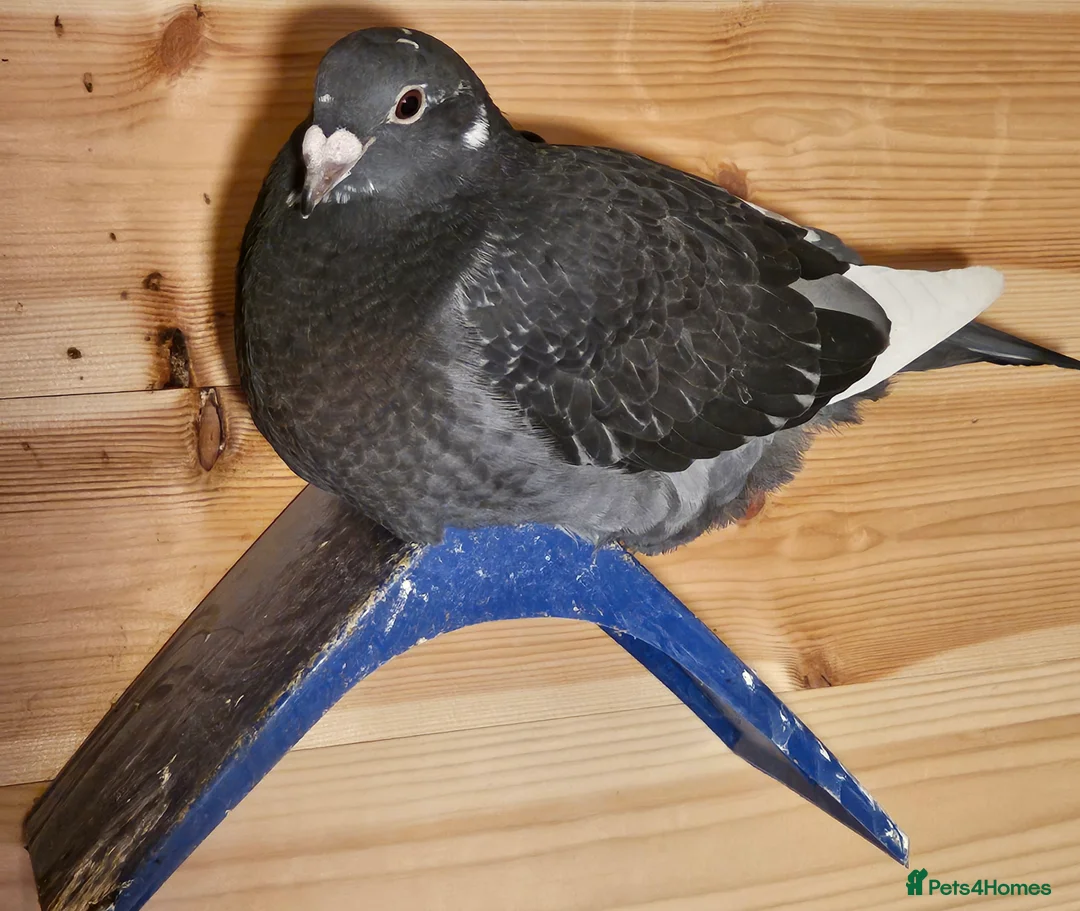 Pigeons birds for sale: Racing pigeons - Advert 4