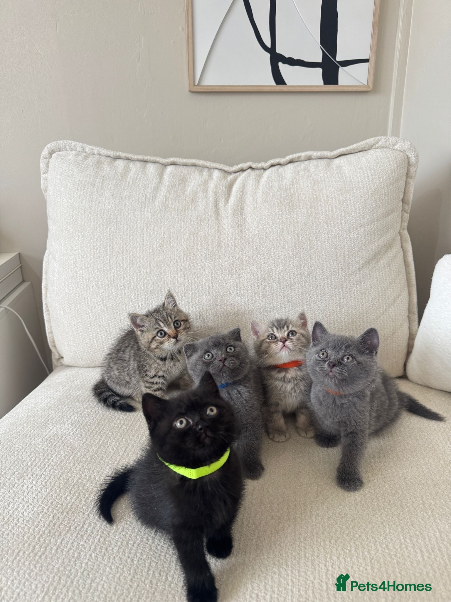 British Shorthair cats British shorthair kittens - Advert 2