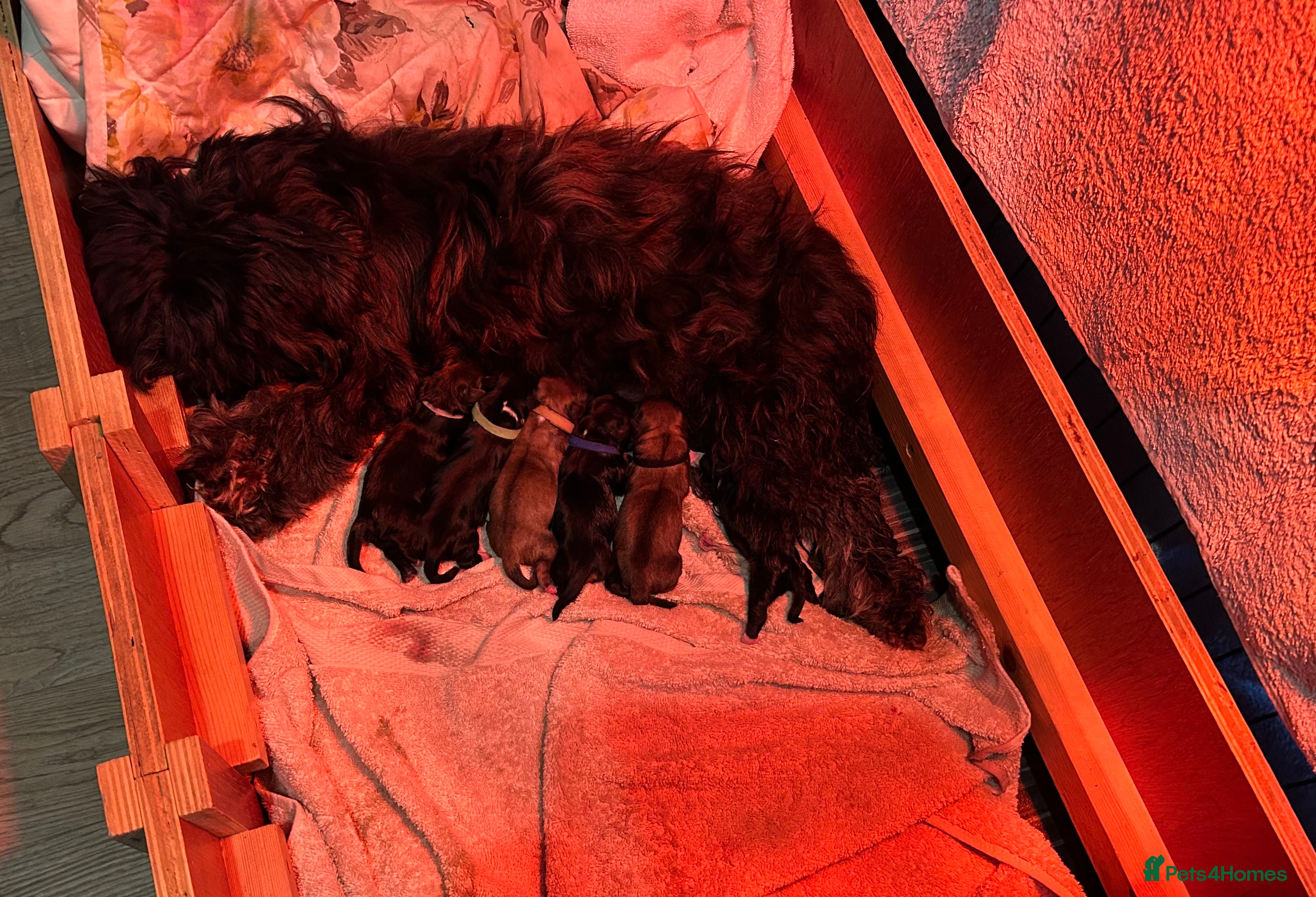 Lhasa Apso dogs KC reg Lhasa Apso PUPS Born 26th Feb  - Advert 1