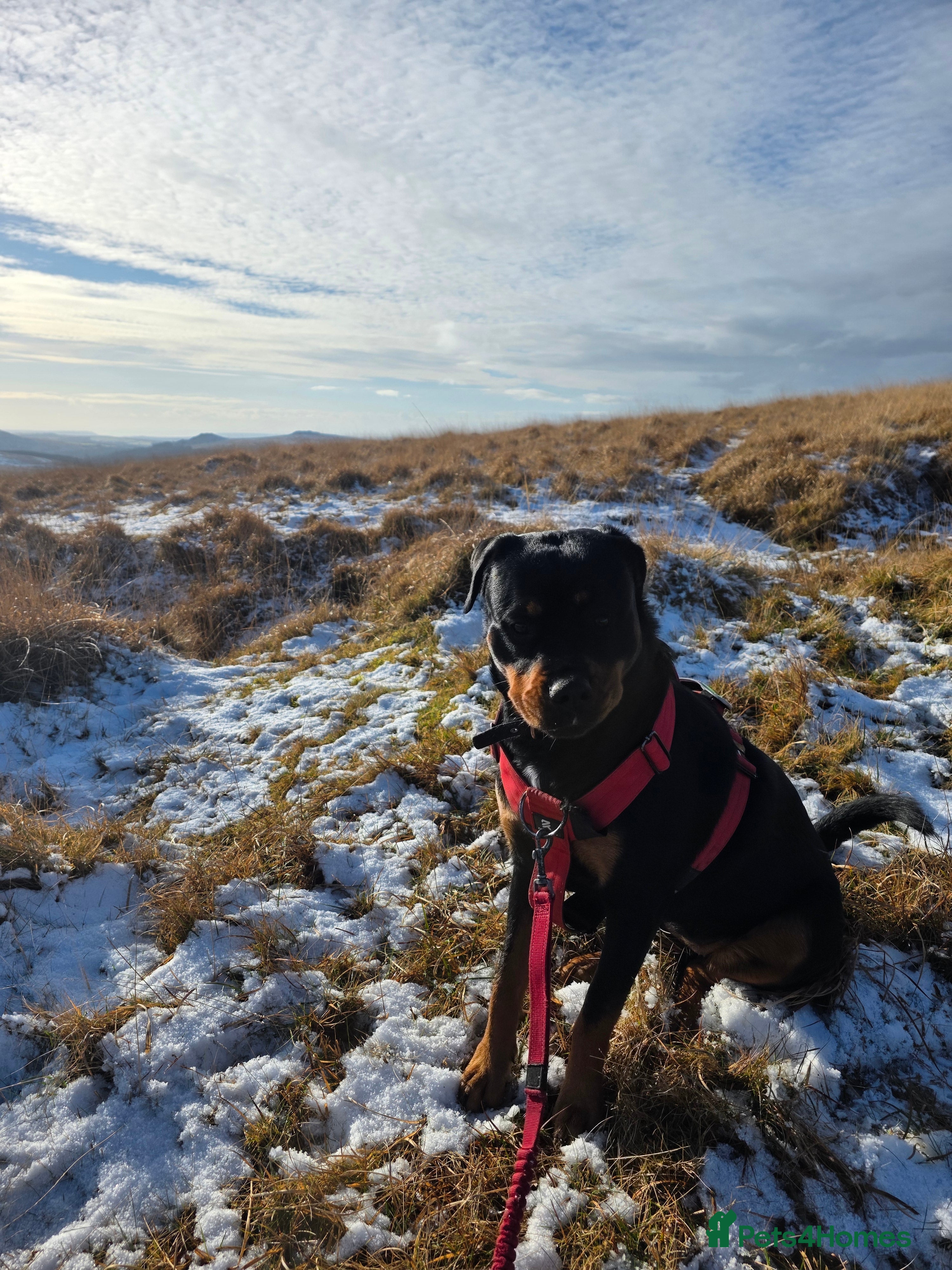 Rottweiler dogs Female rottweiller - Advert 2