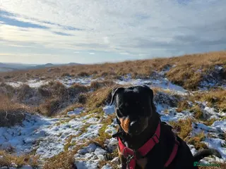 Rottweiler dogs Female rottweiller - Advert 2