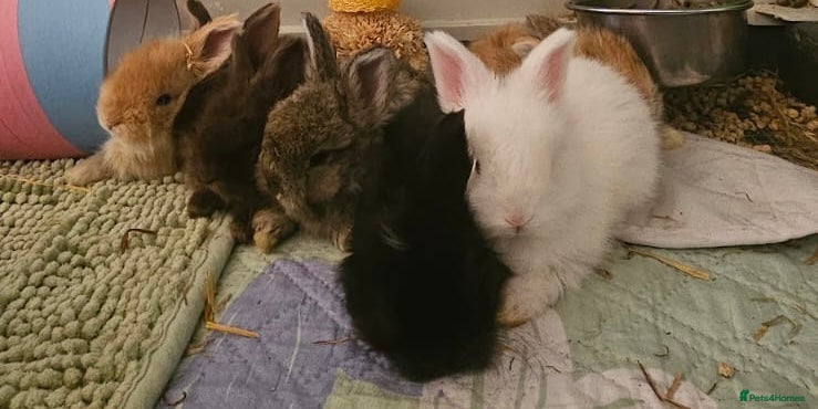 Angora rabbits for sale: Angora buns - Advert 3