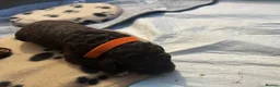 Cockapoo dogs for sale: 🤎 Premium Chocolate Cockapoo 🤎 in Worcester - Advert 5