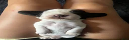 Cocker Spaniel dogs for sale: 🐶Cocker Spanisls🐶 in Oldham - Advert 8