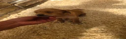 Golden Retriever dogs for sale: Kc registered dark red pups - Advert 20