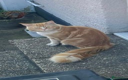 Maine Coon cats for sale: 3 cats looking for a loving home - Image 4