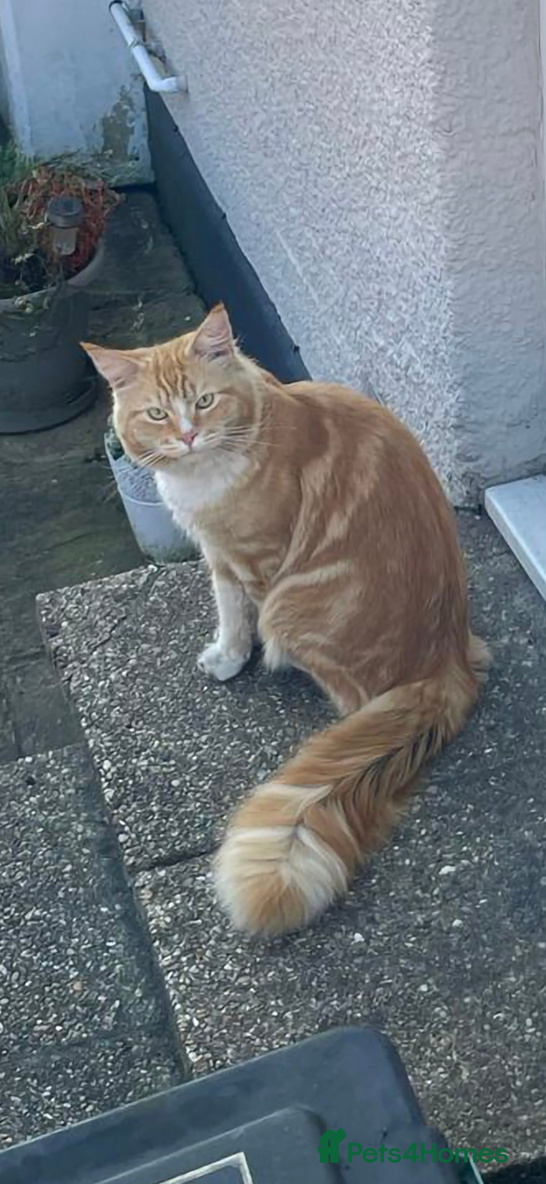 Maine Coon cats for sale: 3 cats looking for a loving home - Image 4
