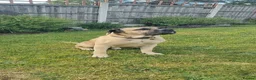 Cane Corso dogs for stud: Cane Corso STUD fawn - Advert 7