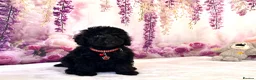 Miniature Poodle dogs for sale: 🌟Stunning Mini Poodles🌟CHAMPION LINES, DNA CLEAR - Advert 3