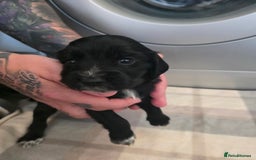Cocker Spaniel dogs for sale: Cocker Spaniel pups - Image 7