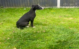 Mixed Breed dogs for sale: Collie saluki whippet puppies  - Image 30