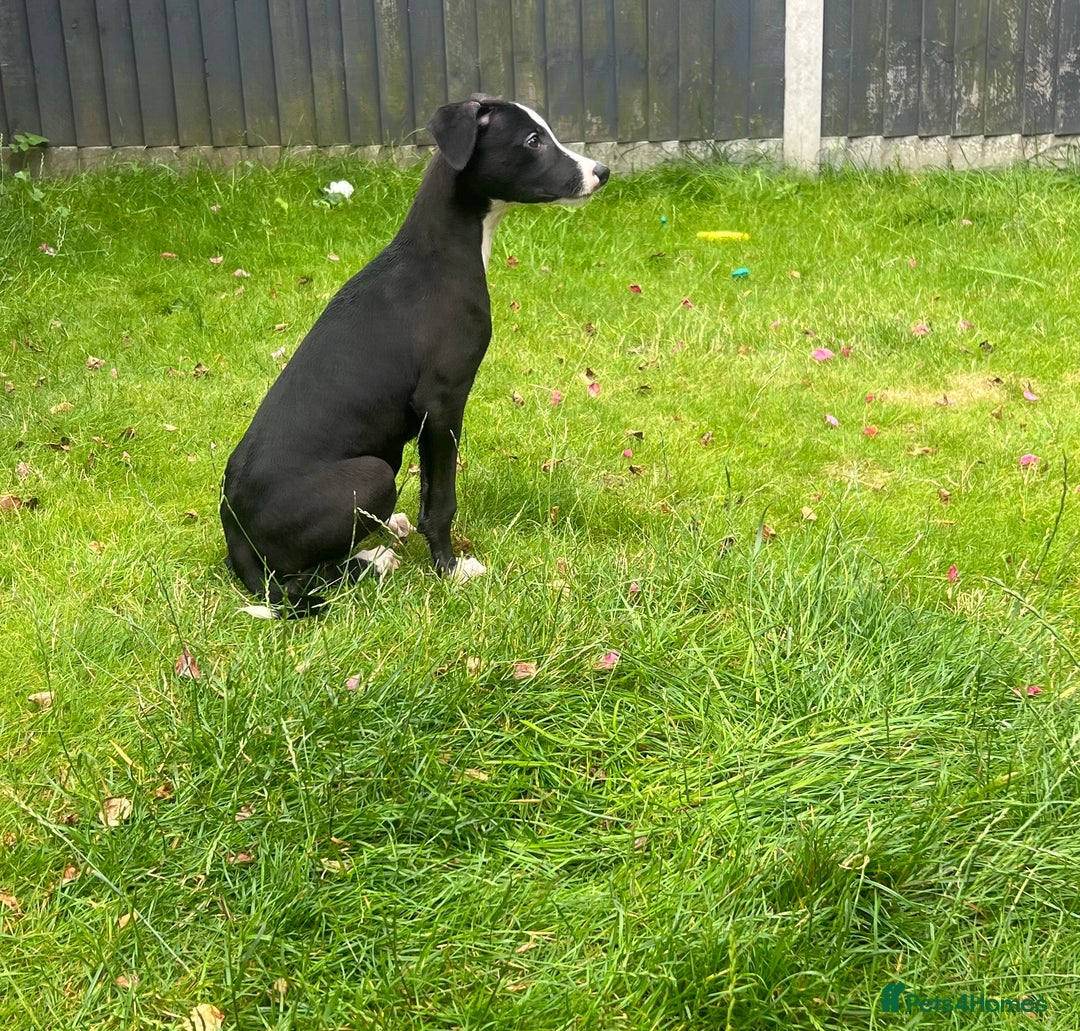 Mixed Breed dogs for sale: Collie saluki whippet puppies  - Image 30
