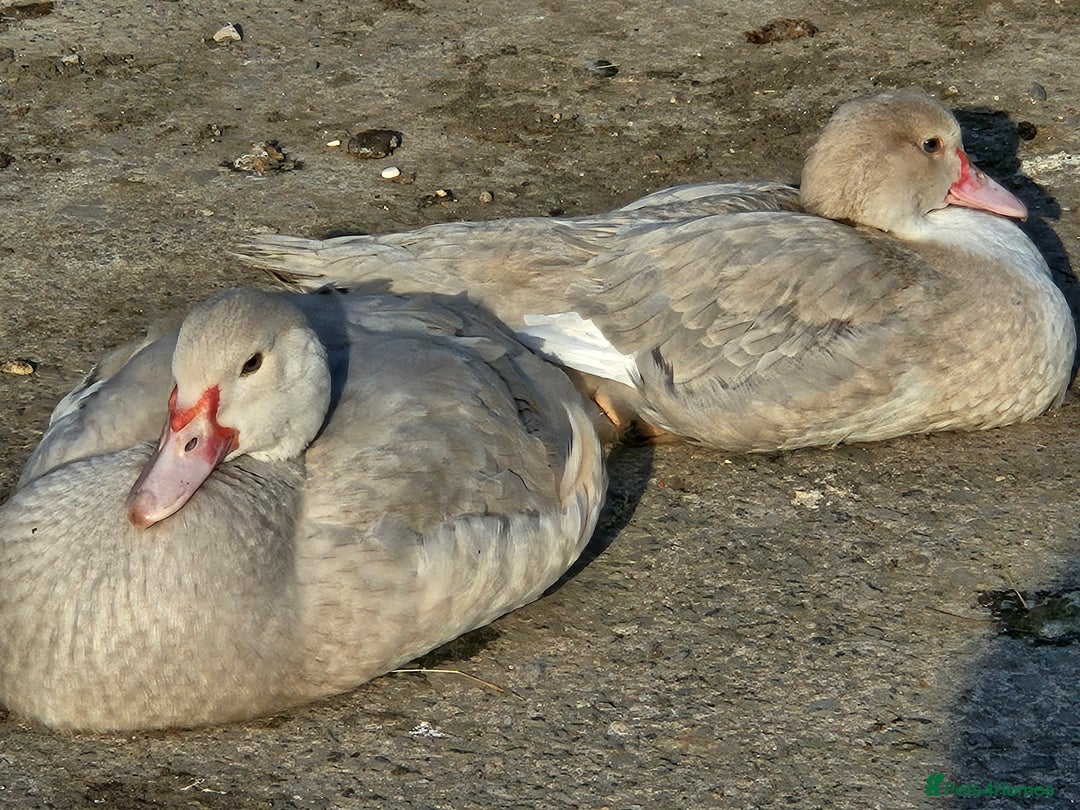 Ducks poultry for sale: Muscovy  - Image 1