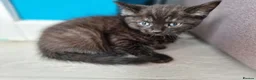 Mixed Breed cats for sale: Kittens - Advert 11
