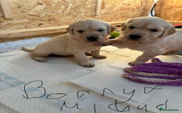 Golden Retriever dogs for sale: Golden retriever puppies  - Image 14