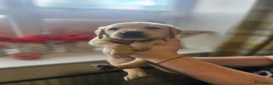 Yellow Girl (Dark Pink Collar)
