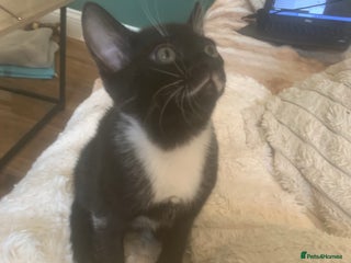 Bengal cats - Advert 21