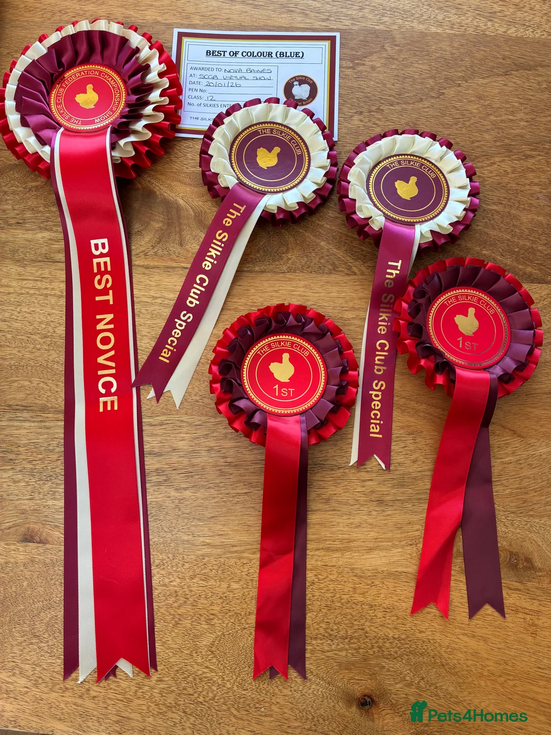 Chickens poultry for sale: Blue Bearded Silkie Hatching eggs with *Guarantee* - Advert 2