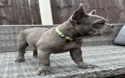 French Bulldog dogs for sale: French Bulldog Puppies with 3 Vaccines Included in Walton-on-Thames - Image 9