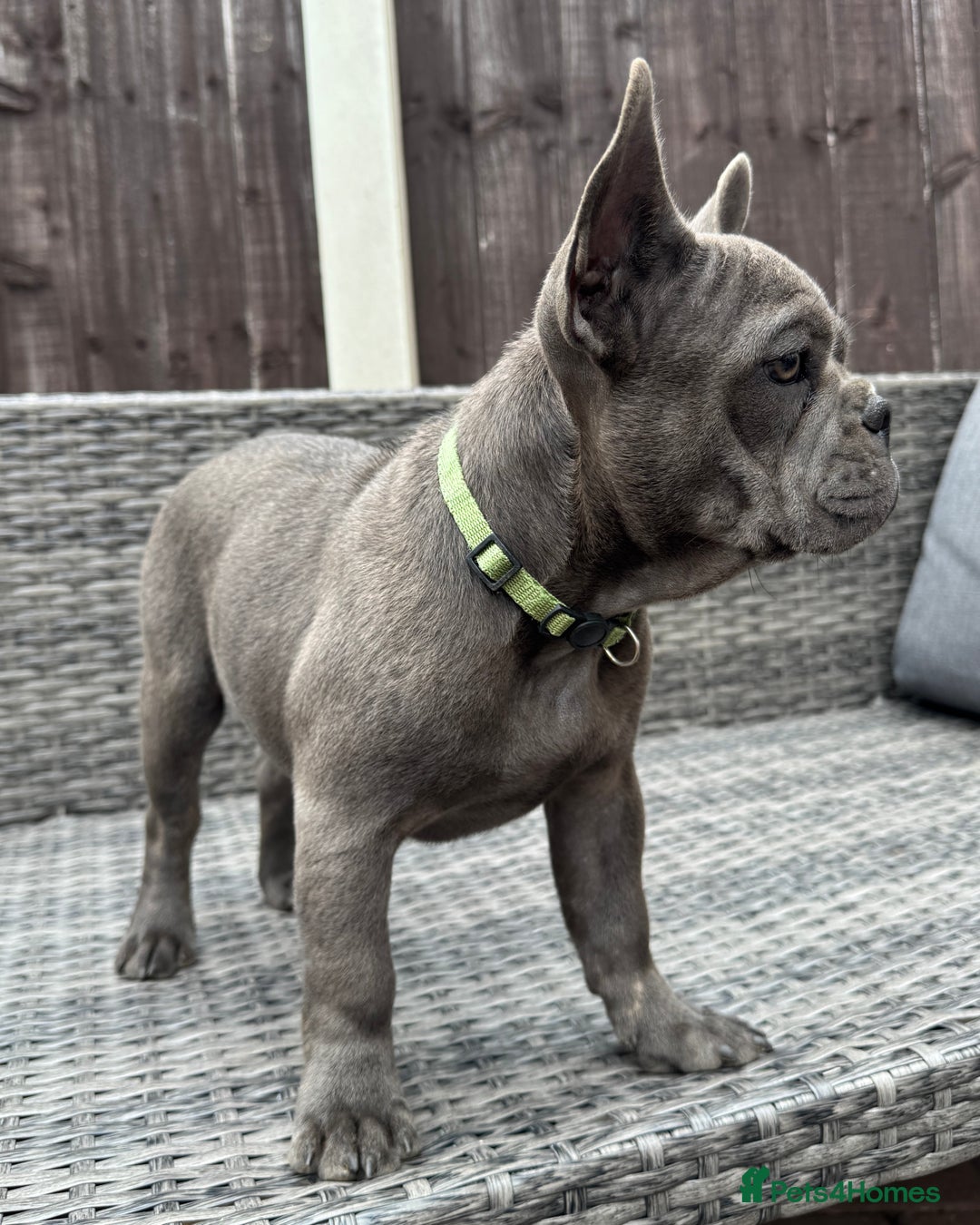 French Bulldog dogs for sale: French Bulldog Puppies with 3 Vaccines Included in Walton-on-Thames - Image 9