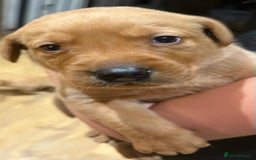 Labrador Retriever dogs for sale: Beautiful kc registered fox red labs - Image 6