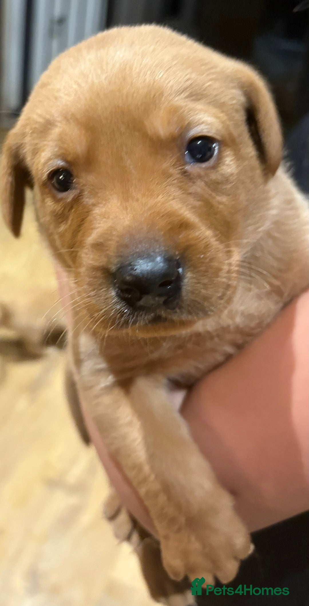 Labrador Retriever dogs for sale: Beautiful kc registered fox red labs - Image 6