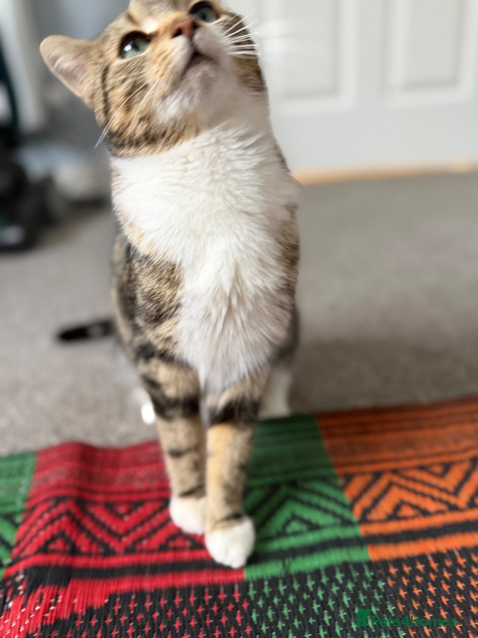 Mixed Breed cats Millie Female 3 Years old Bengal/Mainecoon  - Advert 11