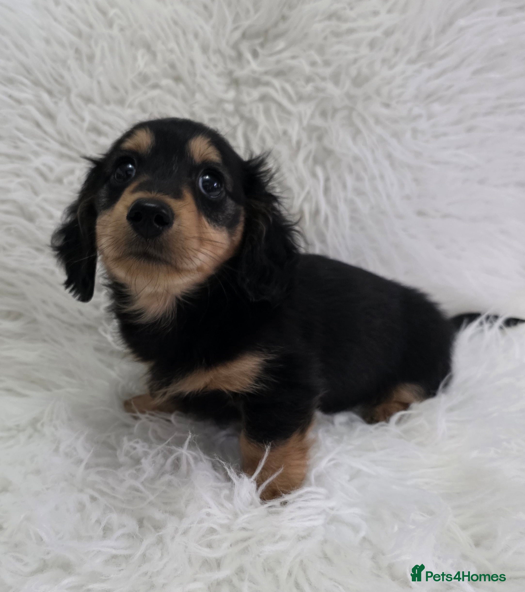 Miniature Dachshund dogs Long hair Black & cream Boy. KC - Advert 17