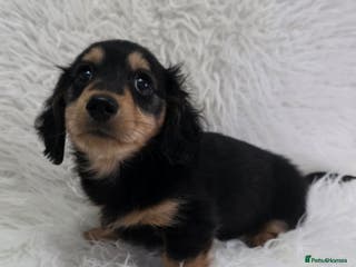 Miniature Dachshund dogs Long hair Black & cream Boy. KC - Advert 8