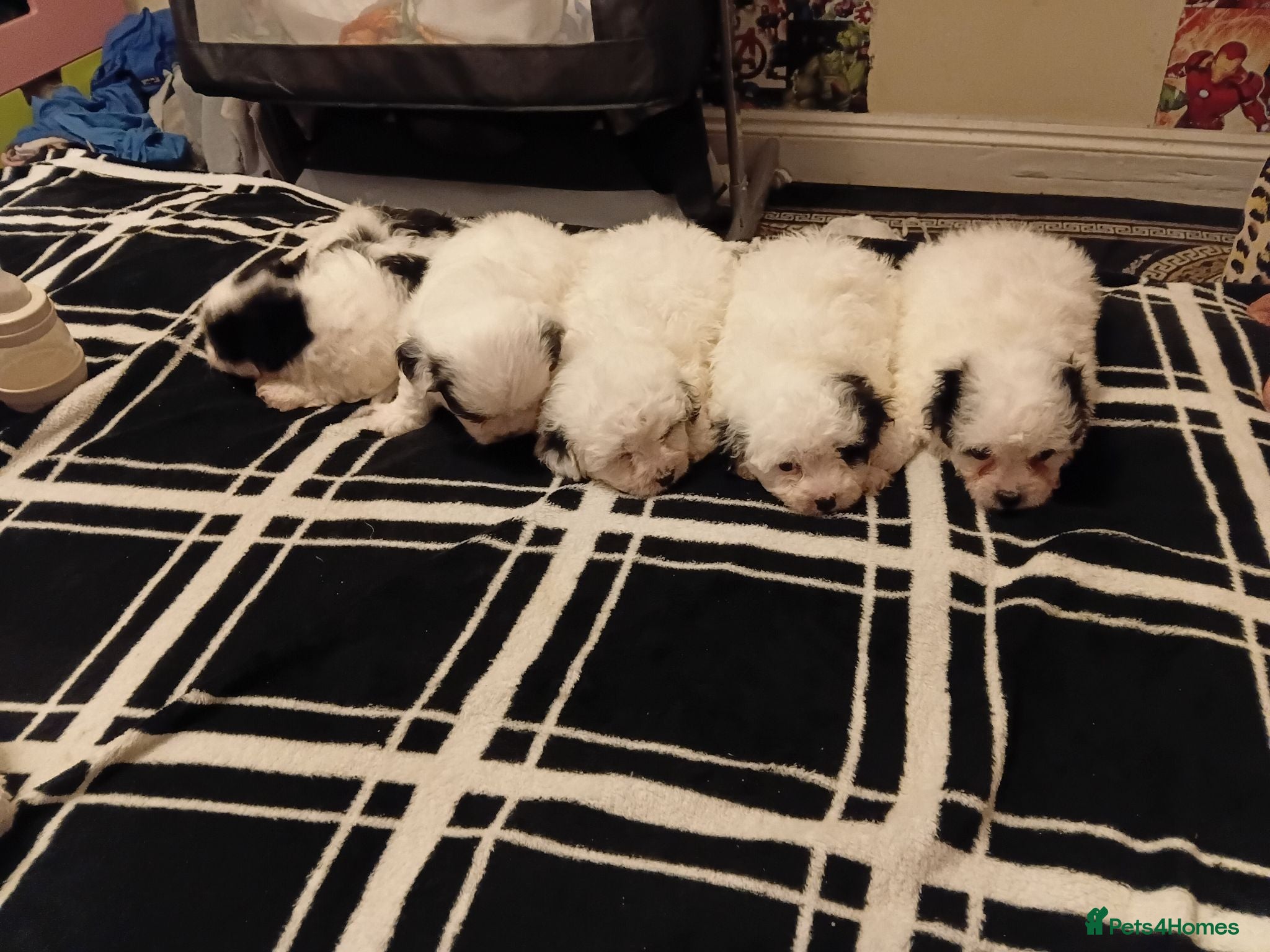 Bichon Frise dogs Bischon frize - Advert 9