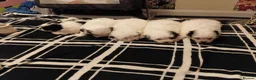 Bichon Frise dogs for sale: Bischon frize - Advert 1