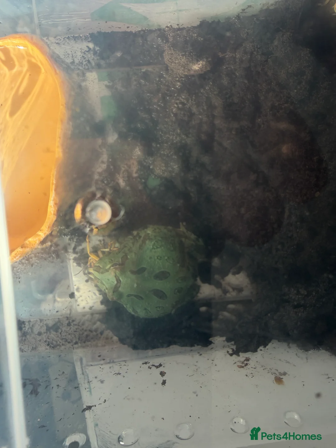 Frog reptiles for sale: Pac-Man frogs x5 different colours  - Advert 5