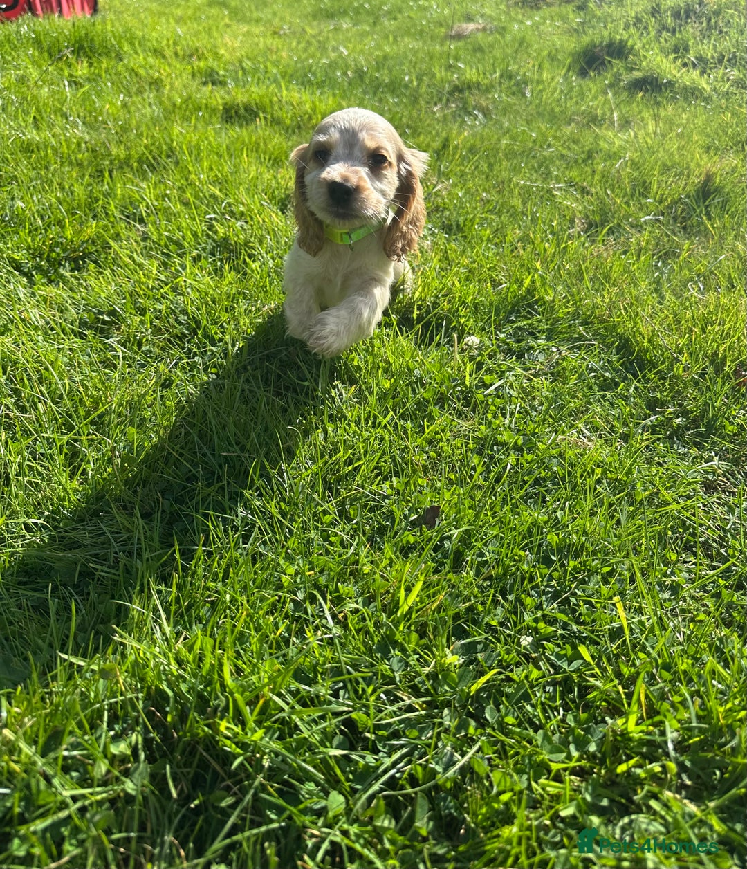 Cocker Spaniel dogs for sale: 5 adorable cockspaniel puppies for sale  - Image 9
