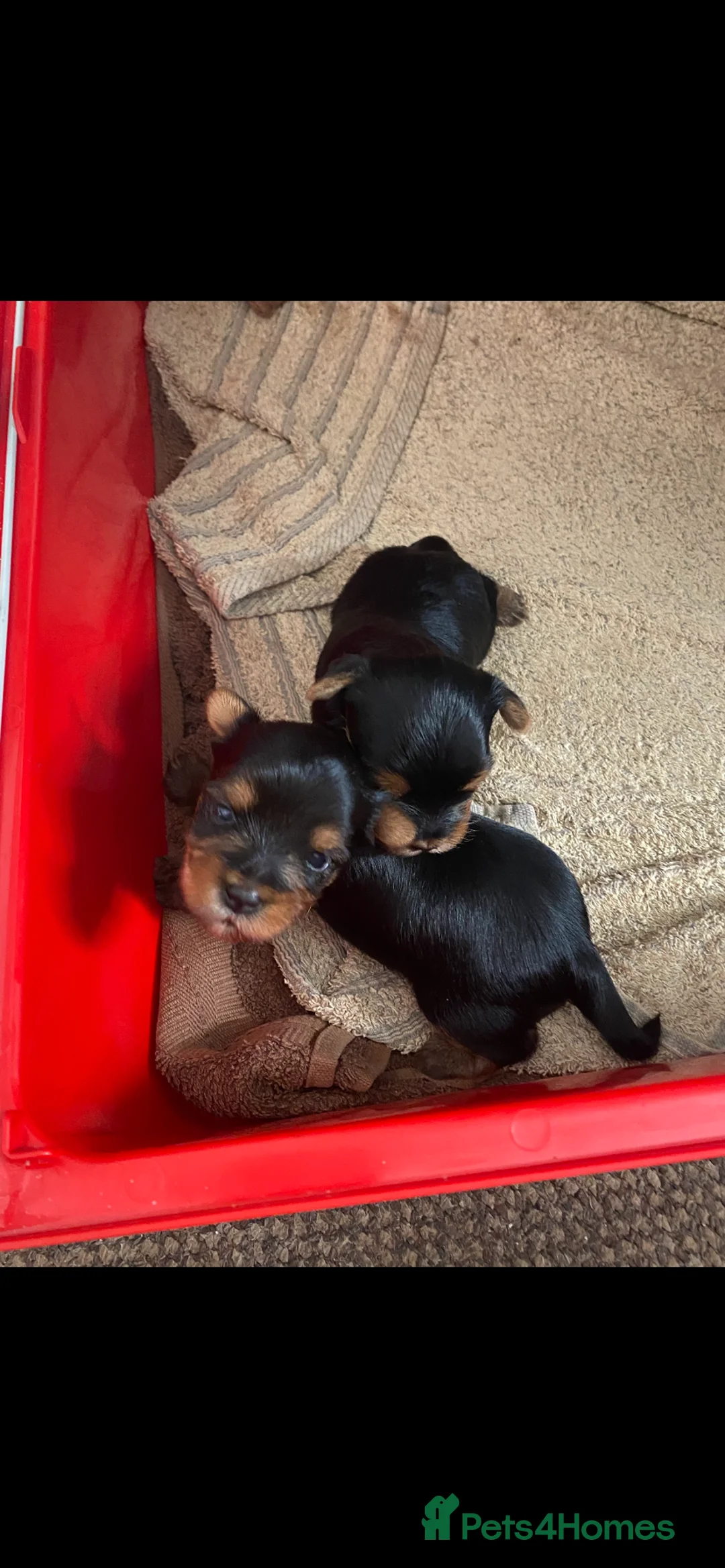 Yorkshire Terrier dogs for sale: 4 Stunning Minature Yorkshire terriers for sale  - Advert 17